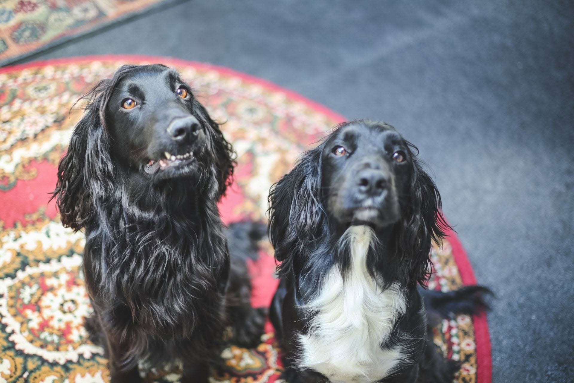 Bear and Biscuit